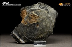 Mammuthus primigenius - Vertebra