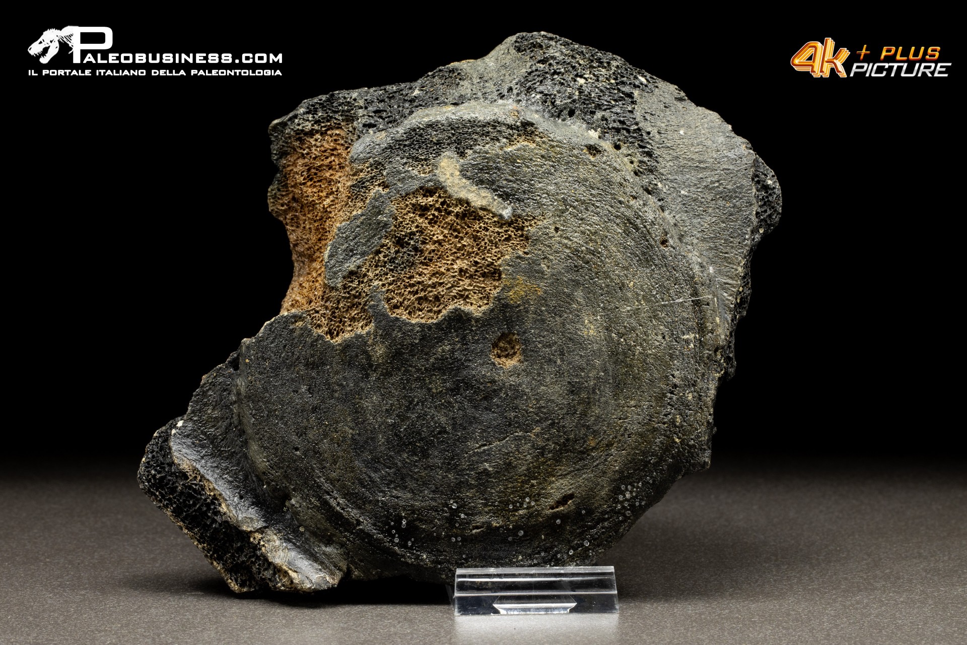 Mammuthus primigenius - Vertebra