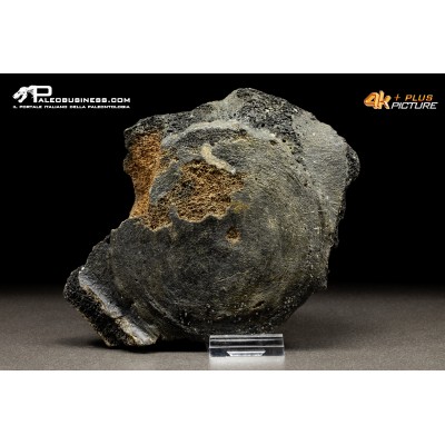 Mammuthus primigenius - Vertebra