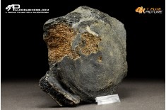 Mammuthus primigenius - Vertebra