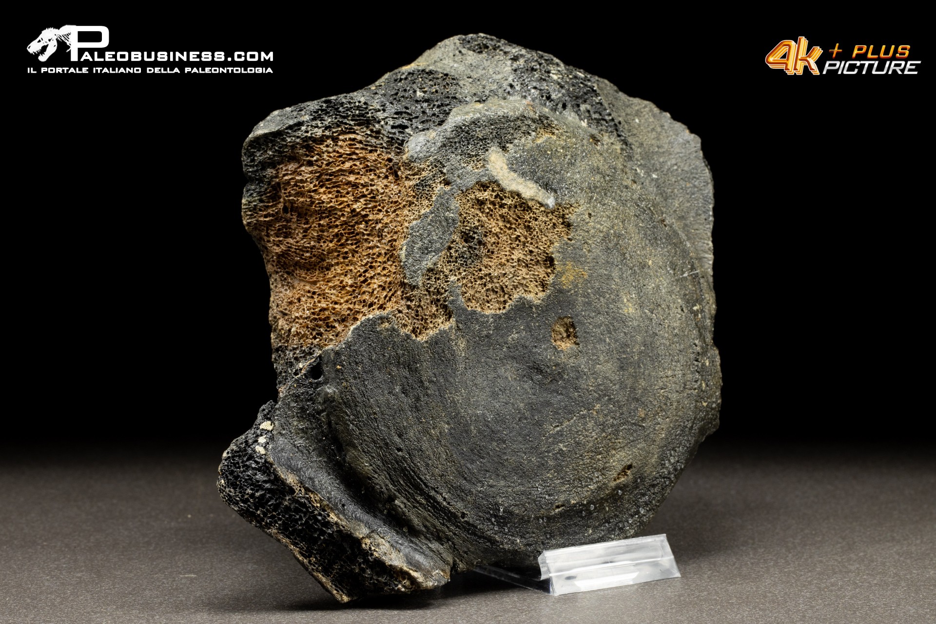 Mammuthus primigenius - Vertebra