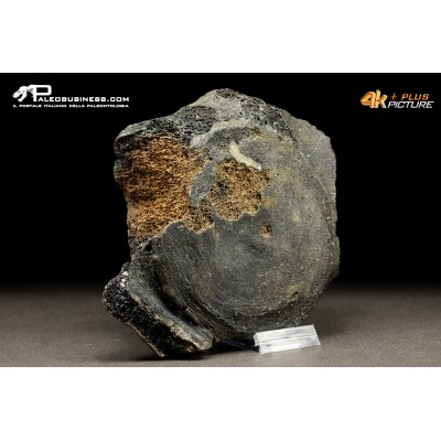 Mammuthus primigenius - Vertebra
