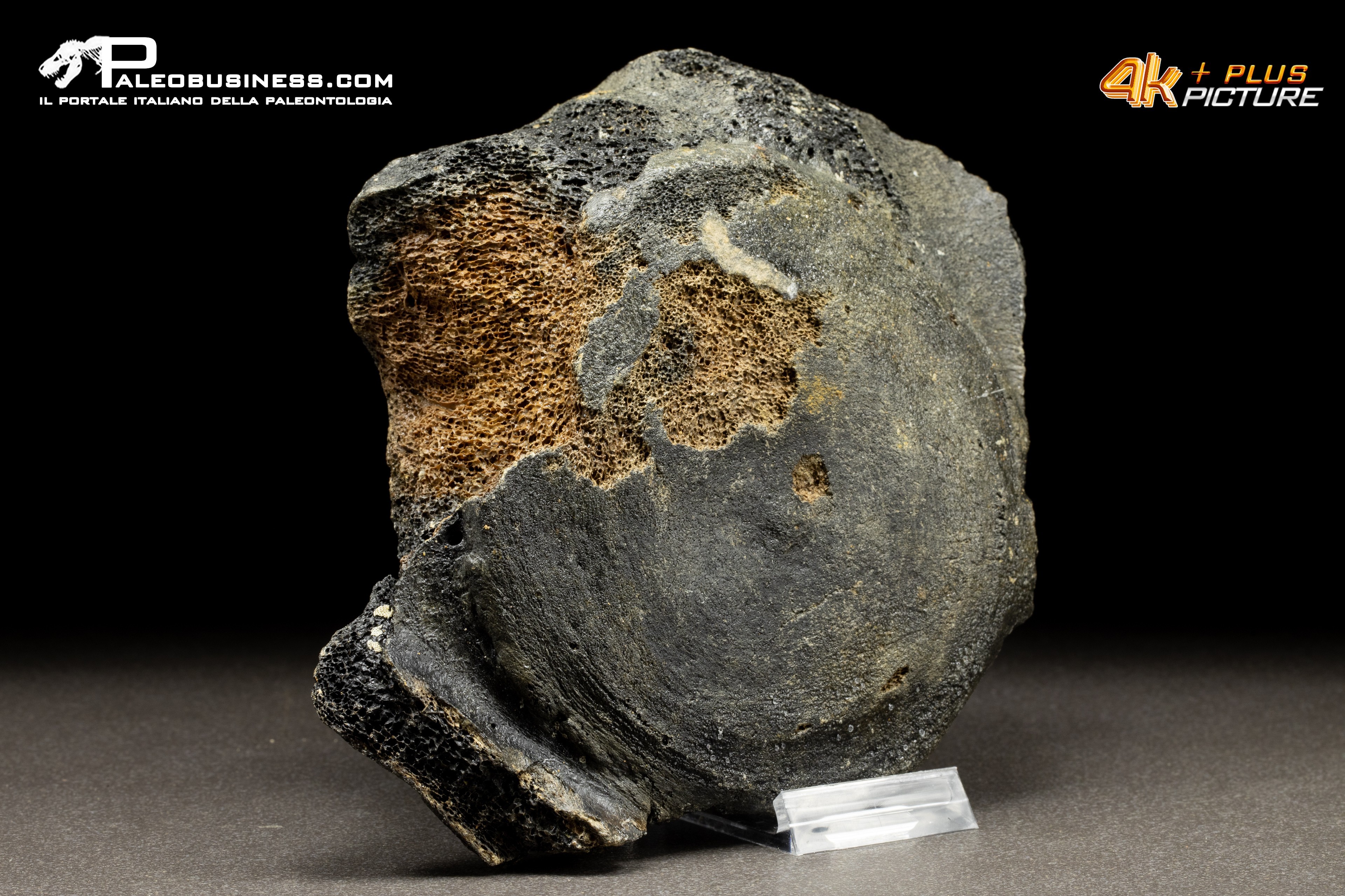 Mammuthus primigenius - Vertebra