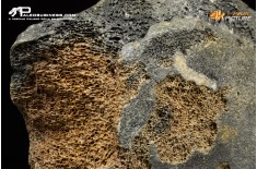 Mammuthus primigenius - Vertebra