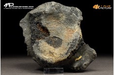 Mammuthus primigenius - Vertebra