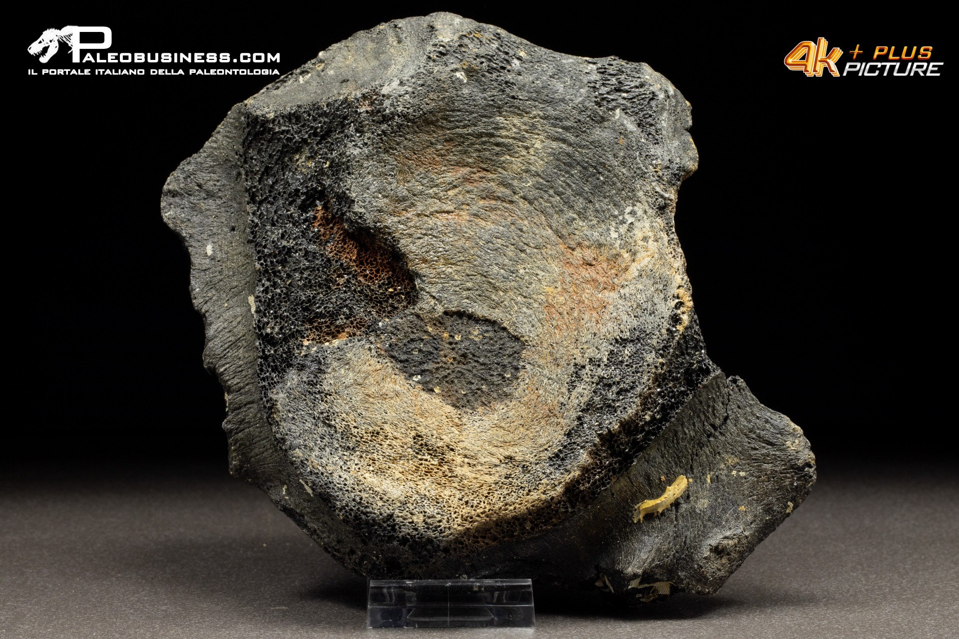 Mammuthus primigenius - Vertebra