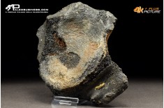 Mammuthus primigenius - Vertebra