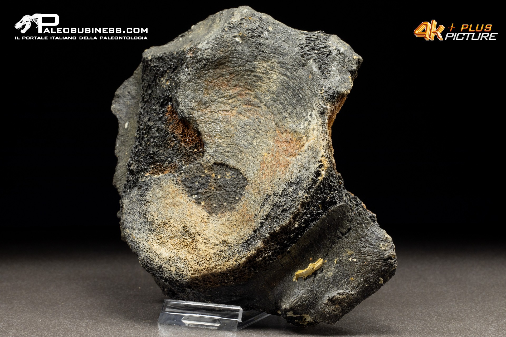 Mammuthus primigenius - Vertebra