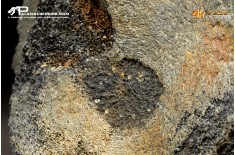Mammuthus primigenius - Vertebra