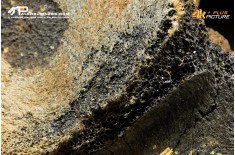 Mammuthus primigenius - Vertebra