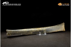 Fibula di Mammuthus primigenius
