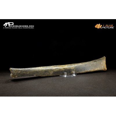 Fibula di Mammuthus primigenius