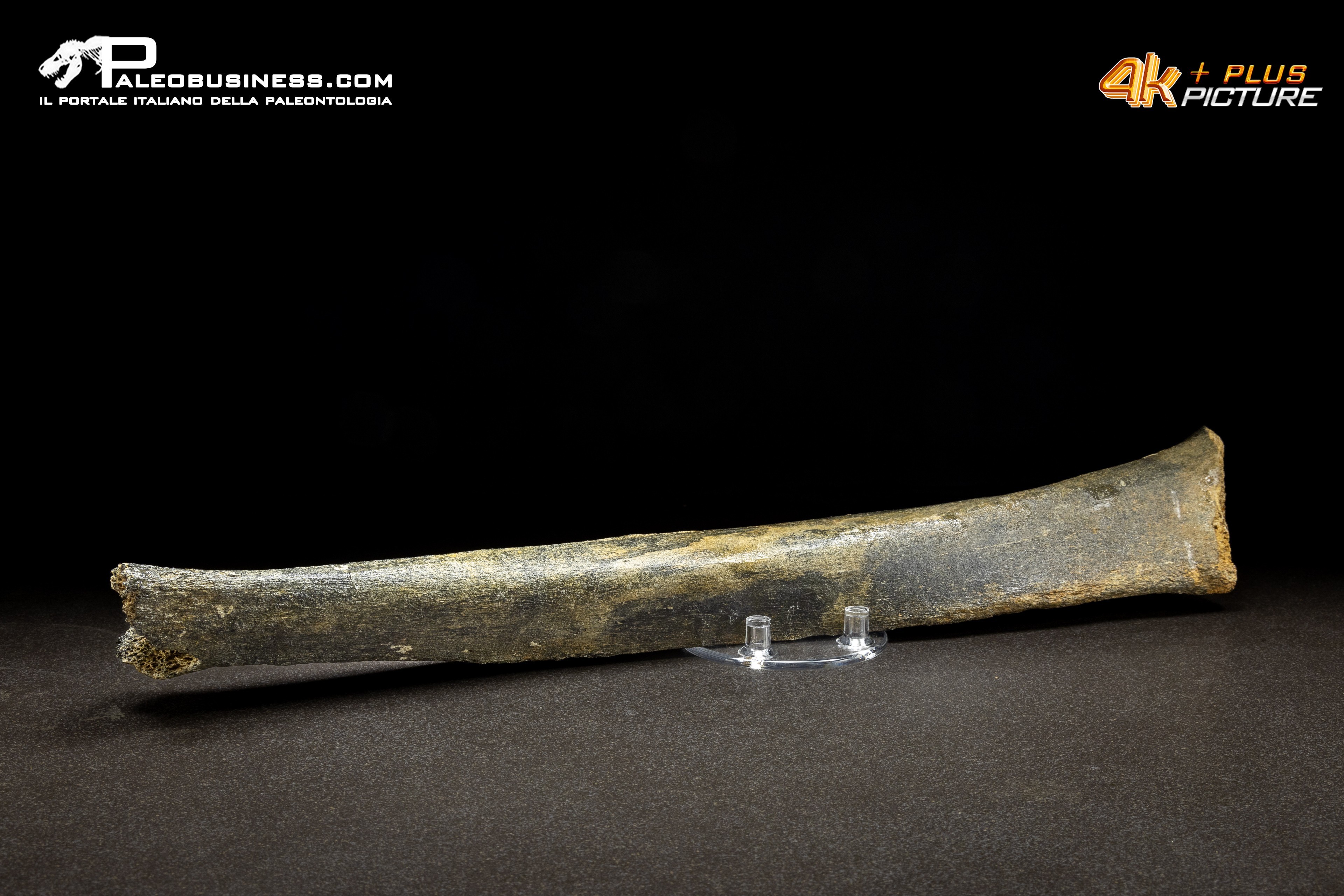 Fibula di Mammuthus primigenius