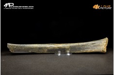 Fibula di Mammuthus primigenius