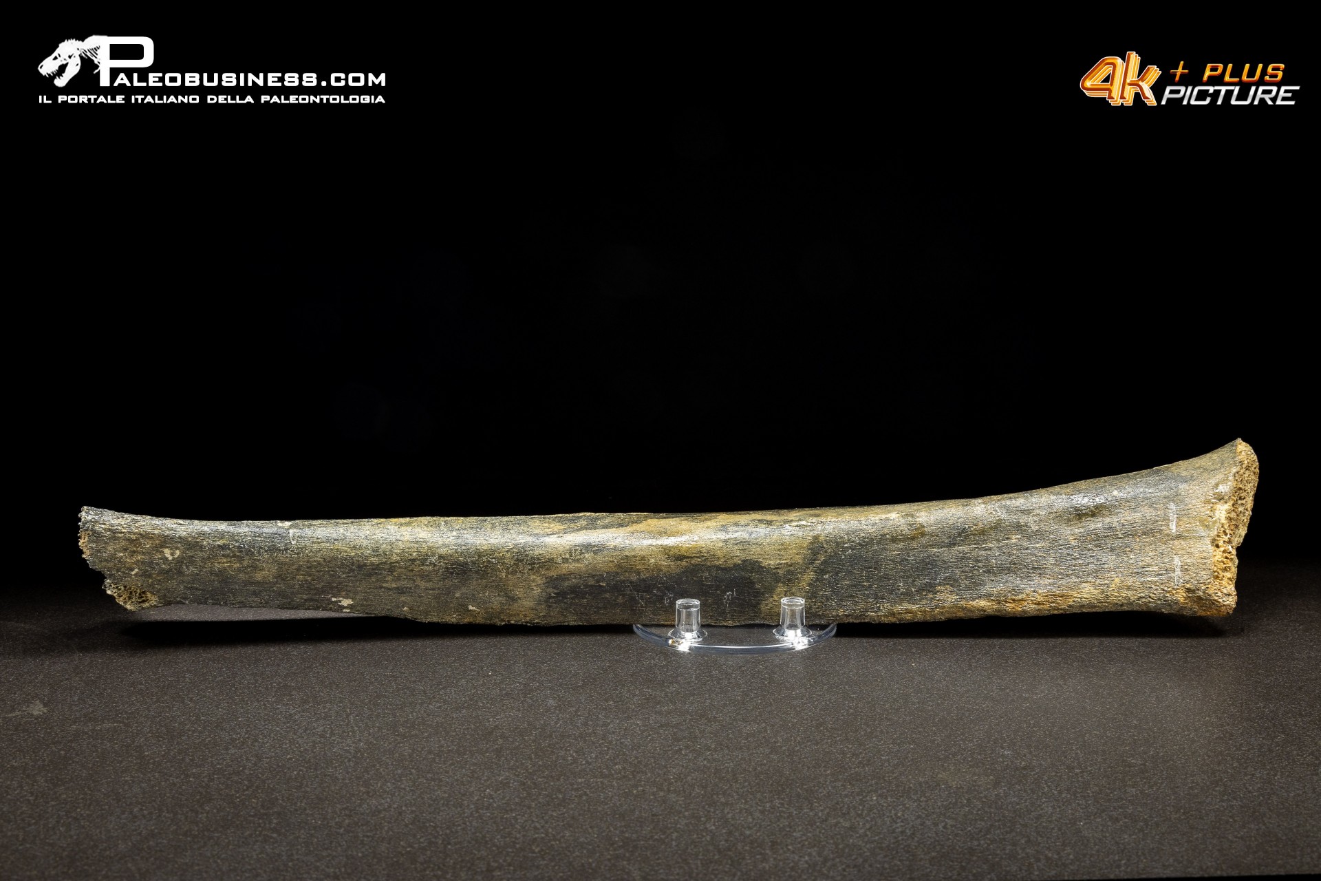 Fibula di Mammuthus primigenius