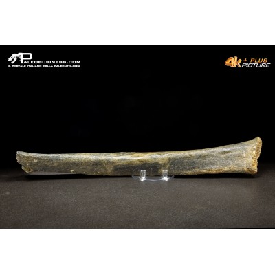 Fibula di Mammuthus primigenius