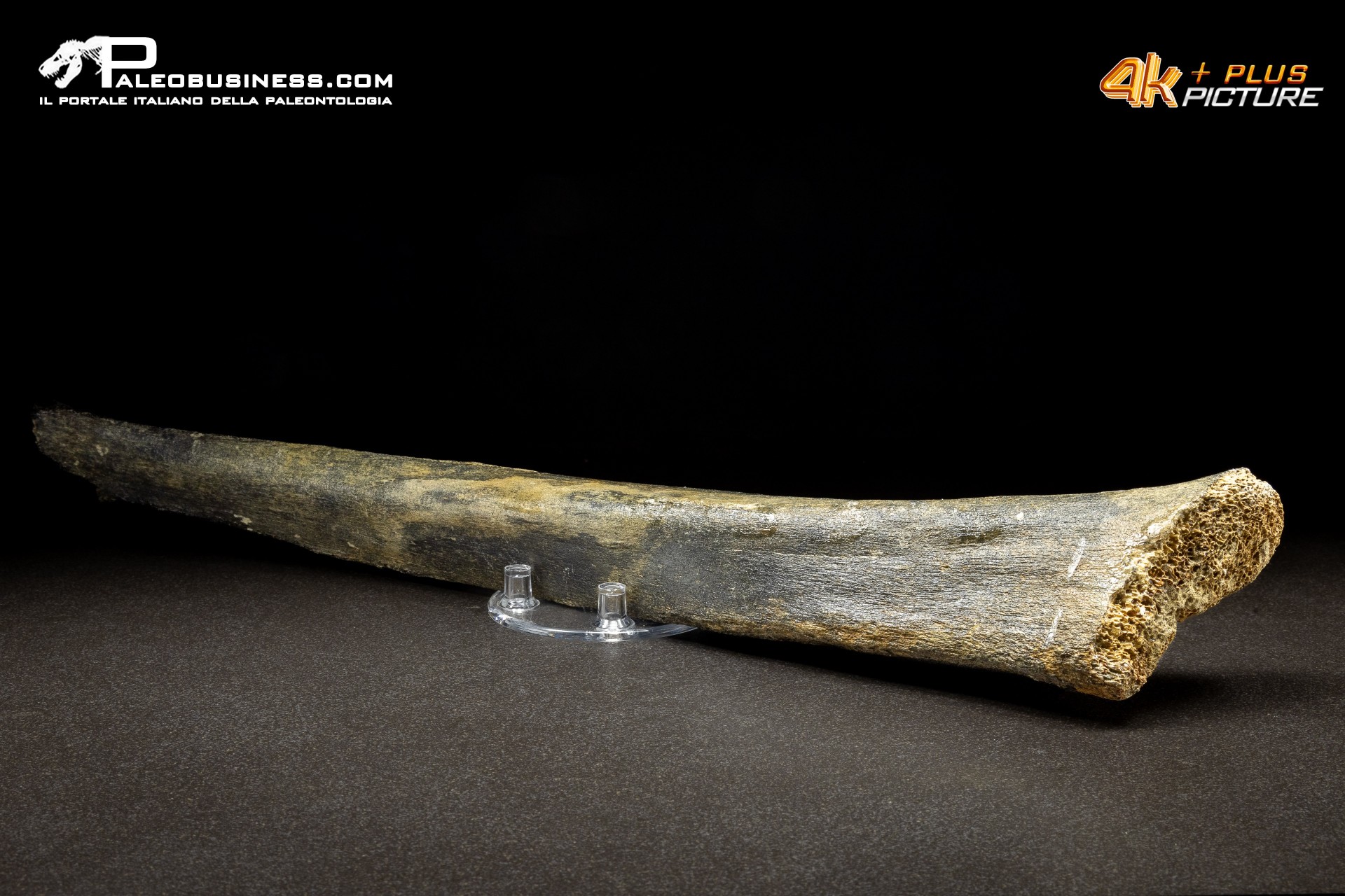 Fibula di Mammuthus primigenius