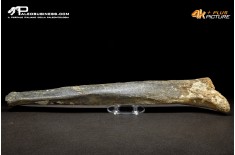 Fibula di Mammuthus primigenius