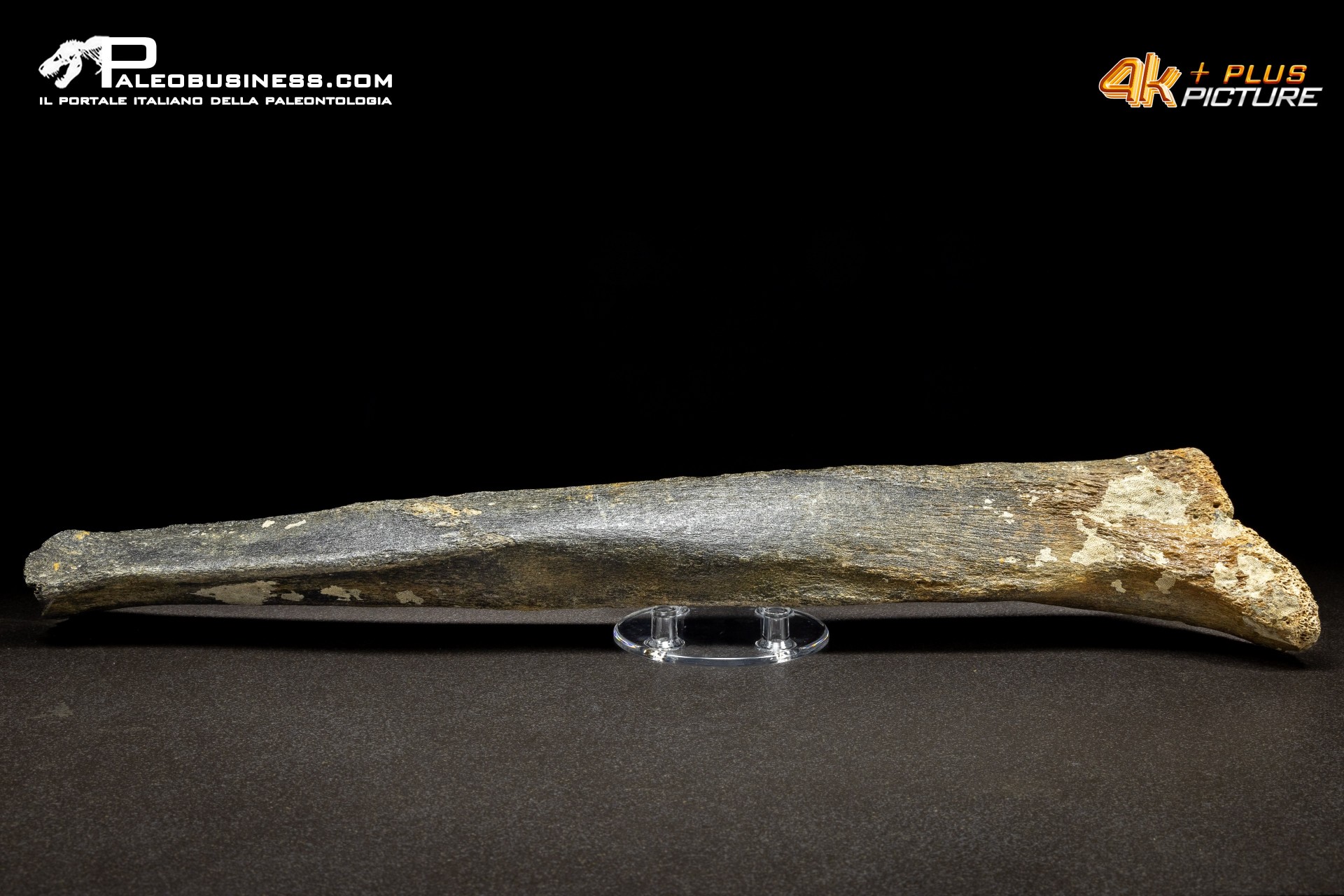 Fibula di Mammuthus primigenius
