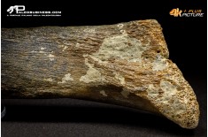 Fibula di Mammuthus primigenius