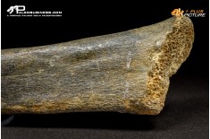 Fibula di Mammuthus primigenius