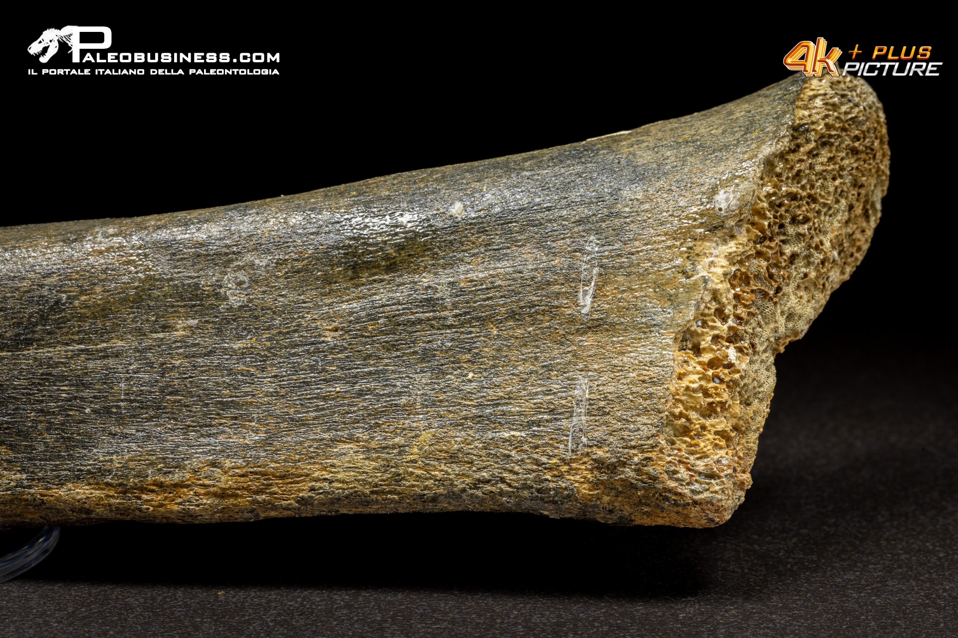 Fibula di Mammuthus primigenius
