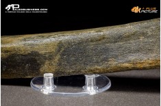 Fibula di Mammuthus primigenius