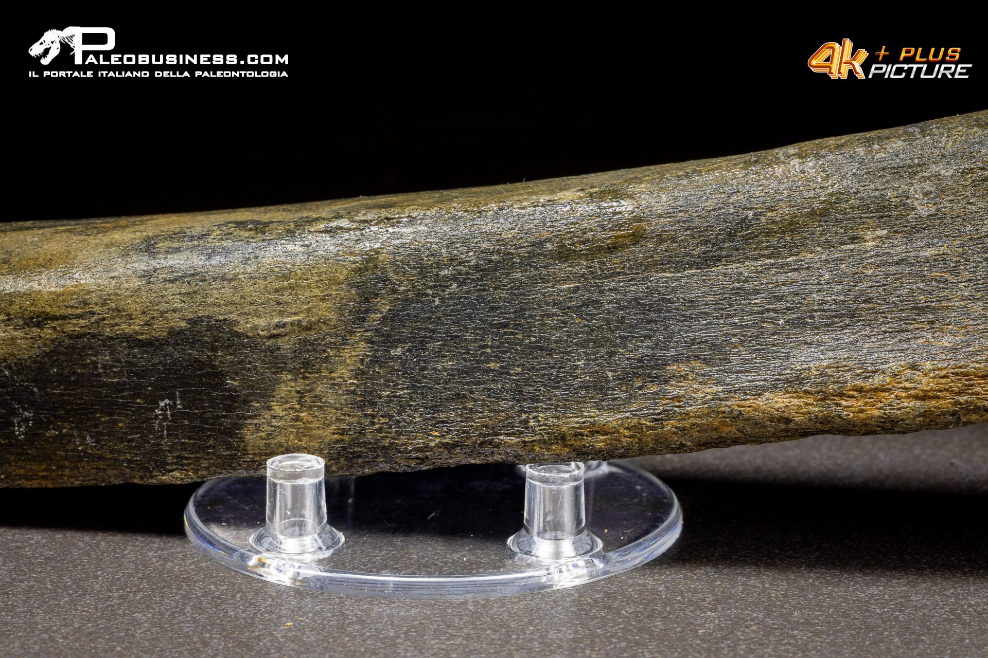 Fibula di Mammuthus primigenius
