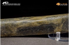 Fibula di Mammuthus primigenius