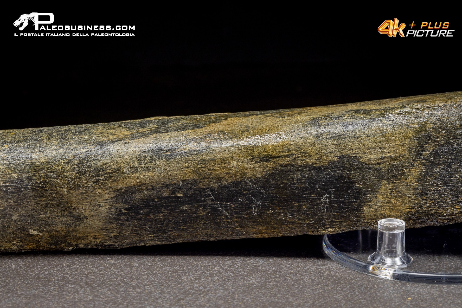 Fibula di Mammuthus primigenius