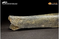Fibula di Mammuthus primigenius