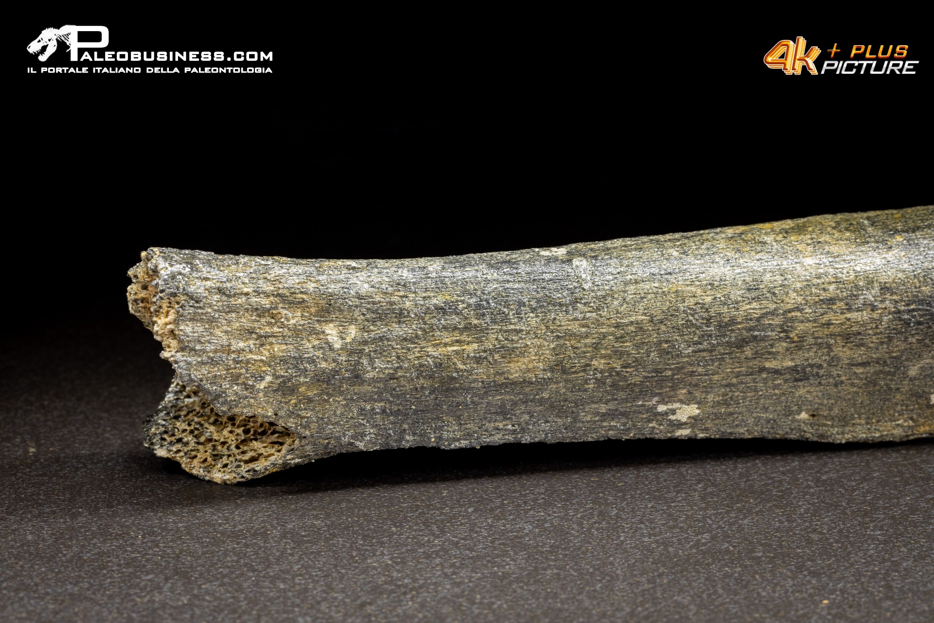 Fibula di Mammuthus primigenius