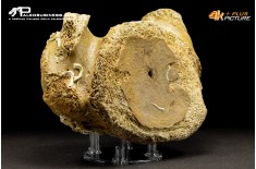 Vertebra di Mammuthus primigenius