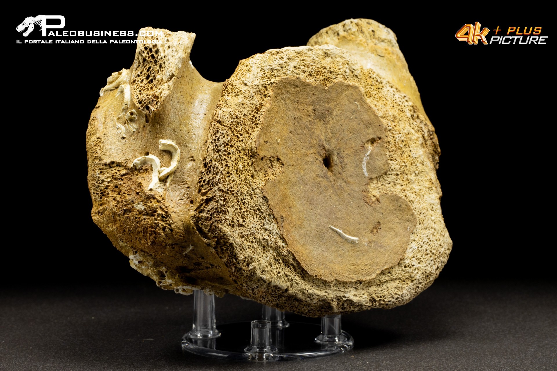 Vertebra di Mammuthus primigenius