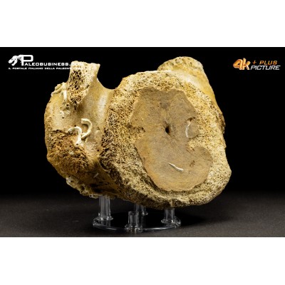 Vertebra di Mammuthus primigenius