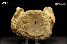 Vertebra di Mammuthus primigenius