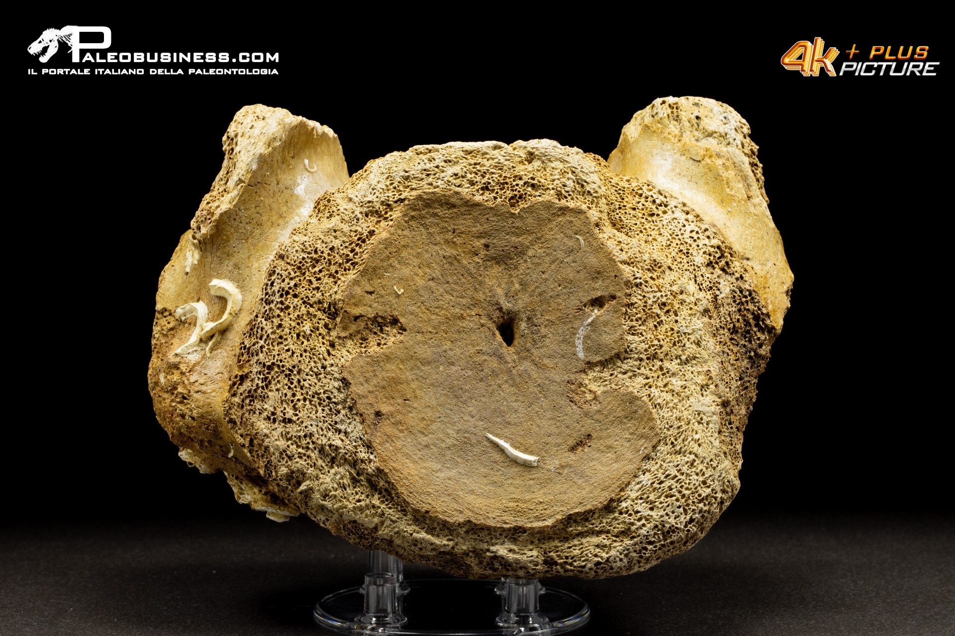 Vertebra di Mammuthus primigenius