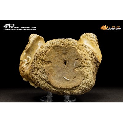 Vertebra di Mammuthus primigenius