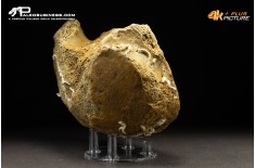Vertebra di Mammuthus primigenius