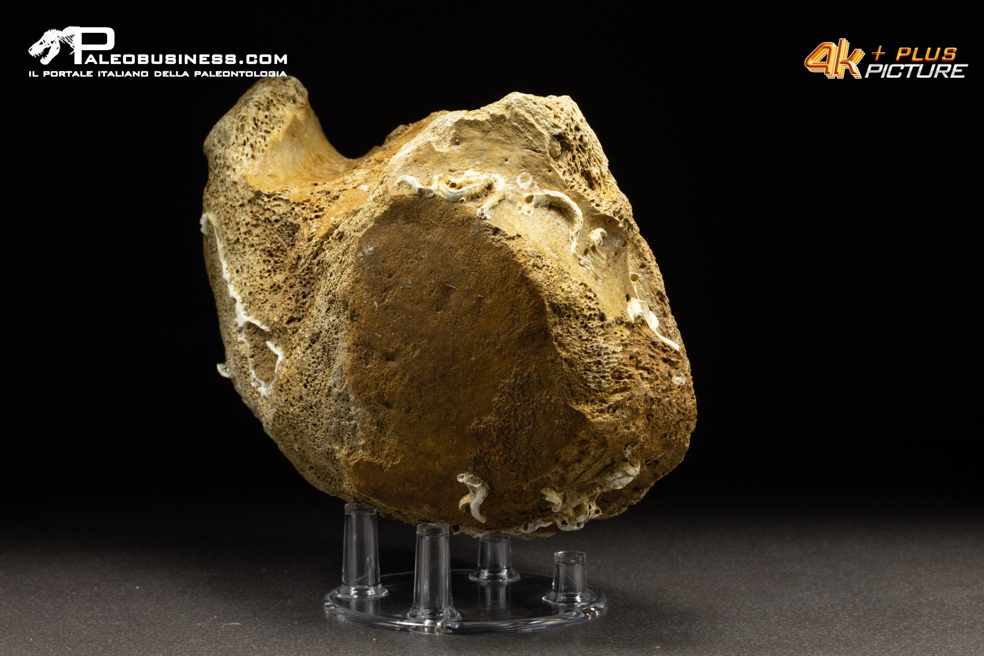 Vertebra di Mammuthus primigenius