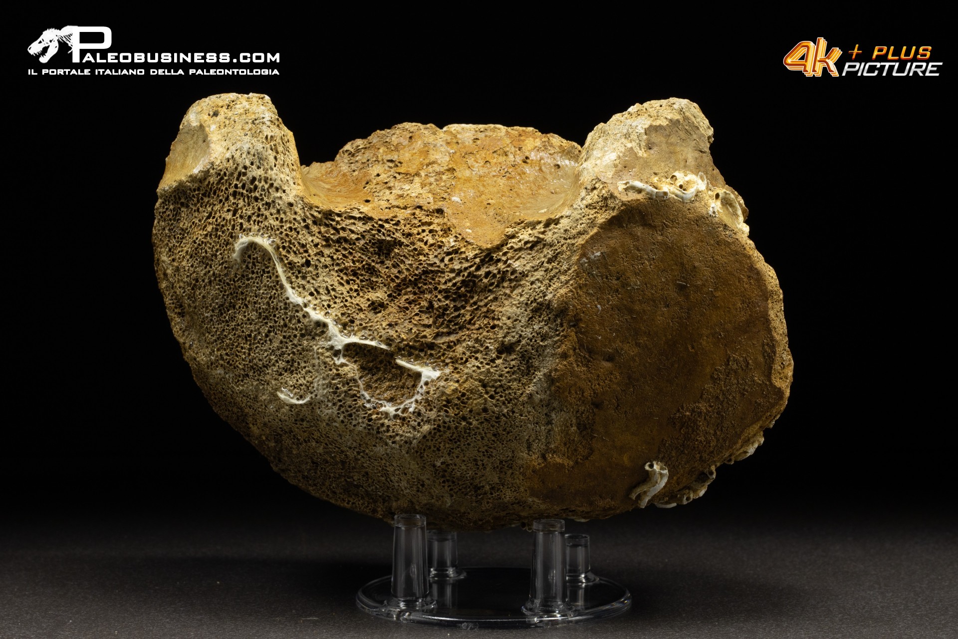 Vertebra di Mammuthus primigenius