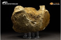 Vertebra di Mammuthus primigenius