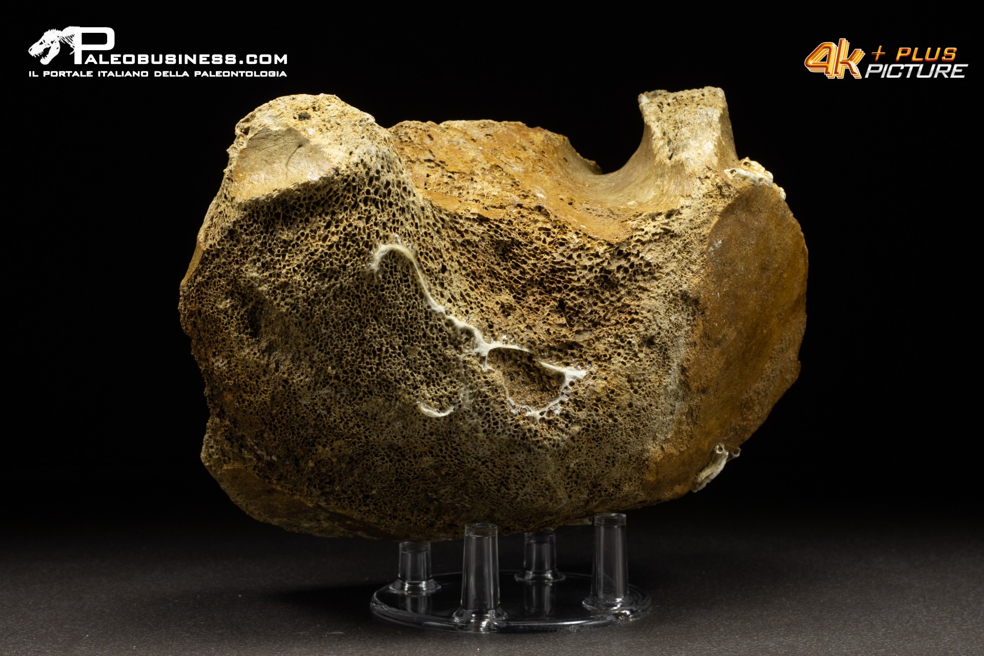 Vertebra di Mammuthus primigenius