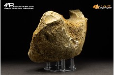 Vertebra di Mammuthus primigenius