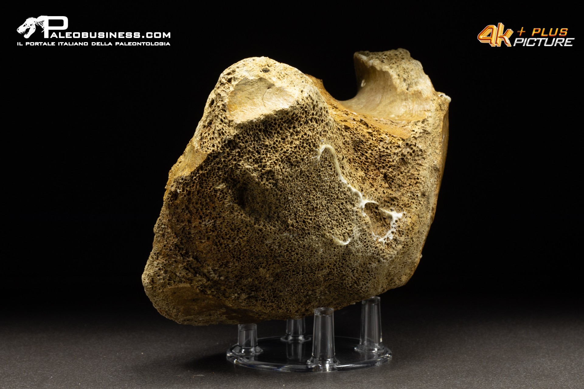 Vertebra di Mammuthus primigenius