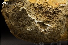 Vertebra di Mammuthus primigenius