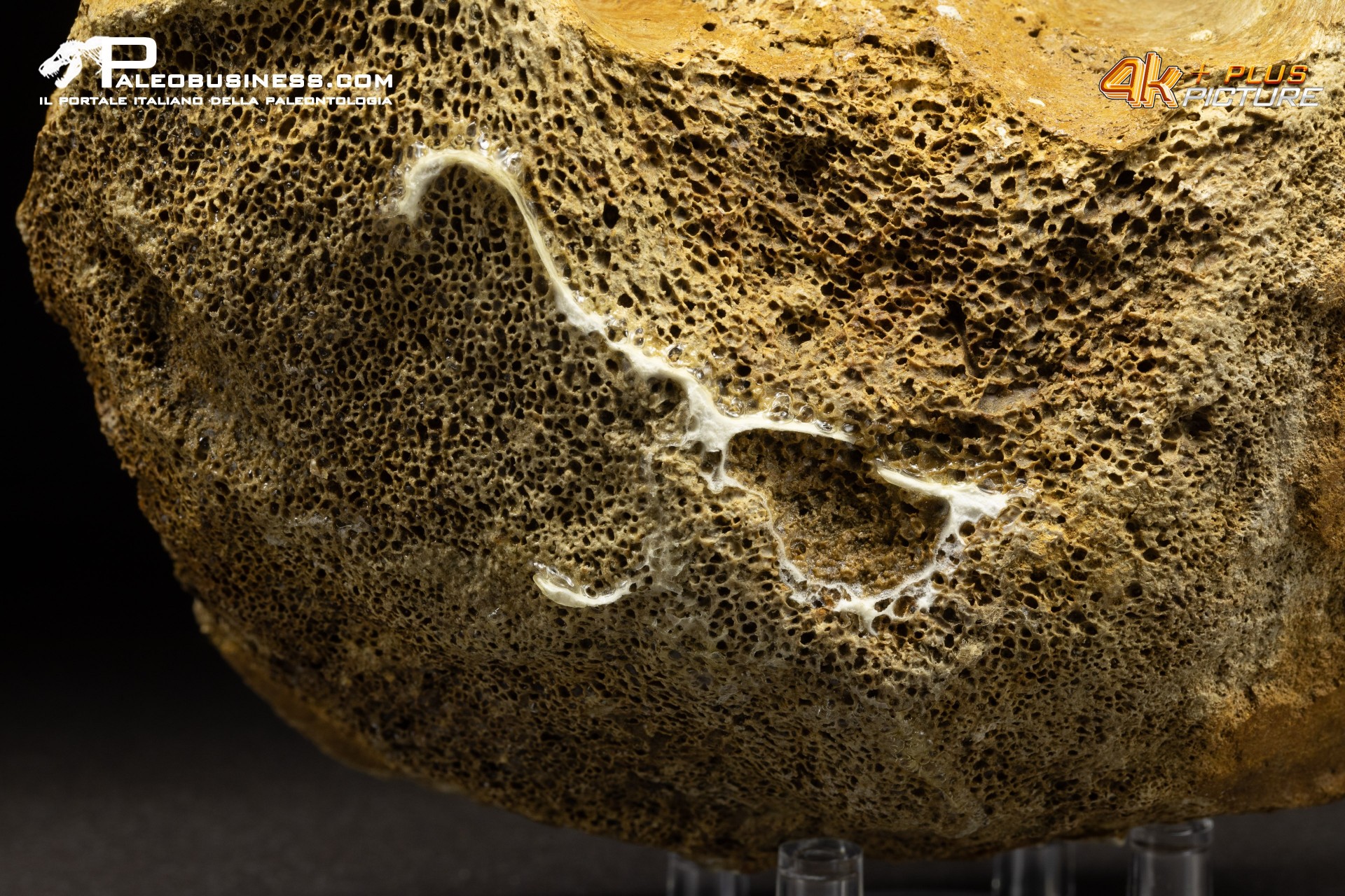 Vertebra di Mammuthus primigenius