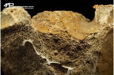 Vertebra di Mammuthus primigenius
