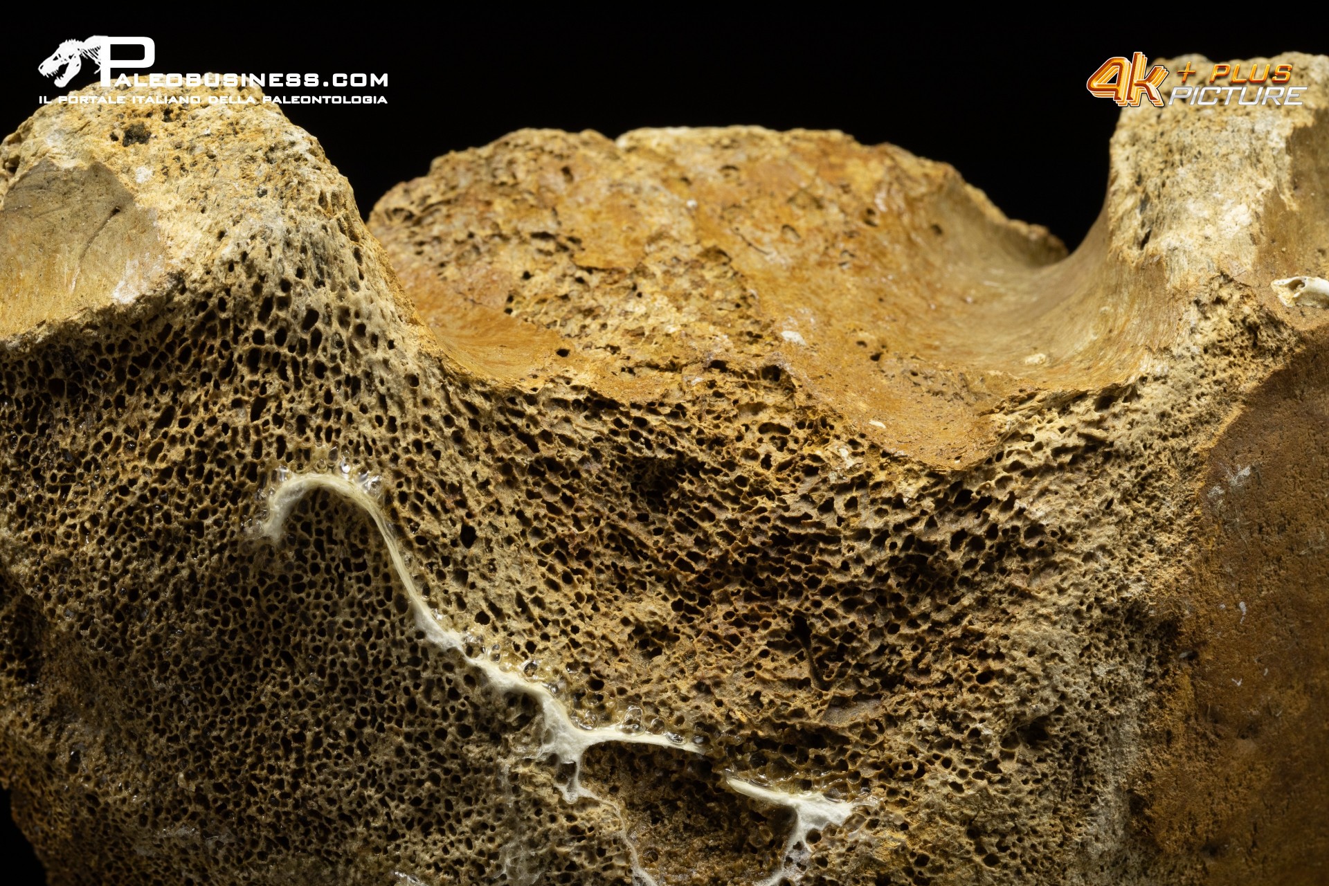 Vertebra di Mammuthus primigenius