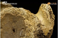 Vertebra di Mammuthus primigenius
